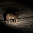 Un loup se balade dans la région de Bulle