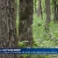 Le risque d'incendies de forêt a été relevé