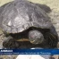 Un nouveau bassin pour les tortues de Chavornay