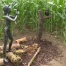 La culture s’invite dans le labyrinthe de maïs à Orbe