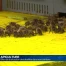 Bilan de la situation des abeilles dans nos cantons