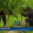 Les vendanges débutent avec deux semaines d'avance