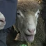 Le petit bétail à l'honneur à Bulle