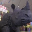 e rhinocéros est à l'honneur au MHNF