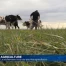 La sécheresse: coup dur pour les agriculteurs