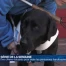 Découvrez le parcours de chiens dressés pour aider