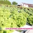 Le plus grand jardin potager de Suisse