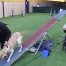 Agility, ces chiens aidants