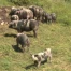Les porcs Distel bigarrés