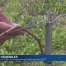 Les vignes un an après le gel