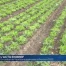 Un canton de Vaud sans glyphosate à l'horizon 2022