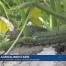 Le cornichon suisse en plein essor