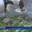 Les animaux souffrent aussi de la chaleur