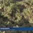 Comment sera la cuvée 2018 ?