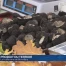 La Truffe séduit un large public à Bonvillars