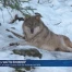 Le loup n'a pas fait de victime cet été