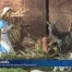 Une crèche géante à Dommartin 