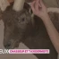 Chasseur et taxidermiste