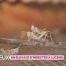 Un élevage d'insectes à Lucens 