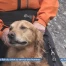 Démonstrations de chiens de sauvetage