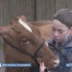 Mes vaches ma passion !