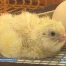 Des poussins 2.0 à Fribourg