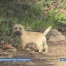 Des laisses pour nos compagnons