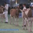 Une passionnée au rendez-vous de Swiss Expo