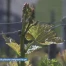 Le gel menace la récolte de vignes 