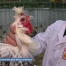 Concours des plus beaux animaux