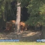 Danger d'incendie de forêt