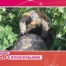 Les animaux qui s'envoient en l'air