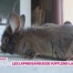 Les lapins barbus de Vufflens-la-Ville