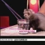 Le Zapping de La Télé