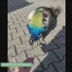 Les animaux, les stars des réseaux sociaux