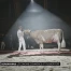 Coronavirus: l'économie commence à tousser fort