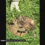 Sauvez Bambi !