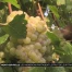 Des vignerons partagent le fruit de leur travail
