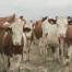 Du lait au Gruyère
