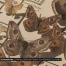 Le papillon de nuit sous toutes ses coutures
