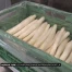 L'asperge: droit dans ses bottes