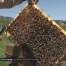 Les 2xOUI sortent du bois