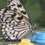 C'est l'effet papillon