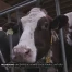 Et le lait cru n'aura plus de secrets