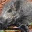 La peste porcine africaine aux portes de la Suisse