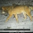 Une attaque de loup dans le canton en 2021