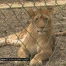 Les zoos se préparent pour la réouverture