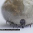 Un insecte probléma"tique"