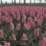 Les tulipes se déconfient