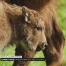 Une petite bisonne voit le jour dans la forêt de Suchy
